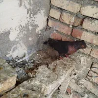 گبوتر|پرنده|مرند, |دیوار