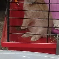 خرگوش لوپ باهمه وسایل و قفس|موش و خرگوش|اسلام‌شهر, باغ فیض|دیوار