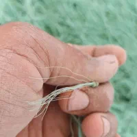 تور ابریشمی6  پان