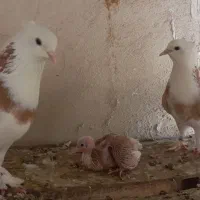 کبوتر شازده کفتر یجا