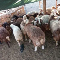 بره گوشتی|حیوانات مزرعه|کوهدشت, |دیوار