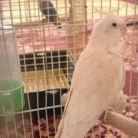 عروس هلندی آلبینو نر|پرنده|رباط‌کریم, مسکن مهر آبشناسان|دیوار