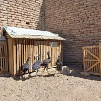 جوجه لاری|حیوانات مزرعه|تبریز, |دیوار