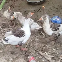 غاز