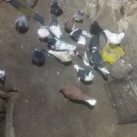 دم سفید ۲۰۰ کفتر|پرنده|مشهد, امیرآباد|دیوار