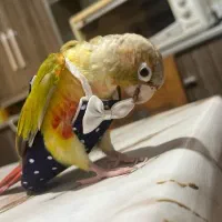 طوطی گرینچیک سالم و سرحال