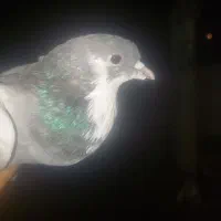 کبوترخرقه بدرنگ دمگیر