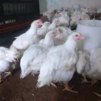 مرغ گوشتی آمل|حیوانات مزرعه|شیراز, شهرک مطهری|دیوار