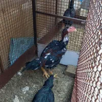 فروش مرغ و خروس لاری