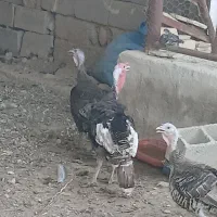 بوقلمون نر