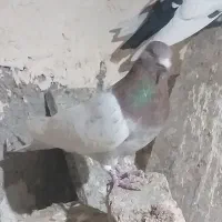 کبوتر کللی وکله چیل|پرنده|ابهر, |دیوار