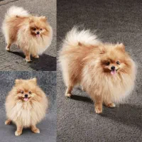 پامر خرسی وعروسکی|سگ|شیراز, اصلاحنژاد|دیوار