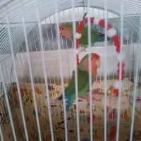 طوطی برزیلی