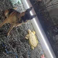 سلام عرض ادب عزیزان سگ ژرمن گم شده