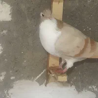 کفتر طوقی ساده