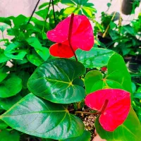 هویت اسپاتی لیندا