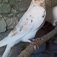 کبوتر|پرنده|سرپل ذهاب, |دیوار