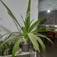 سوسن عنکبوتی