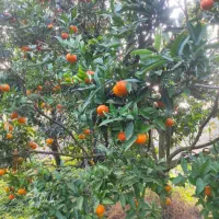 گل وگیاه|خدمات باغبانی و درختکاری|تنکابن, |دیوار