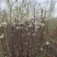 نهال های میوه گلدانی ریشه پر|گل و گیاه طبیعی|صوفیان, |دیوار