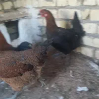 بوقلمون ومرغ وخروس|حیوانات مزرعه|کاشان, خلیج فارس|دیوار