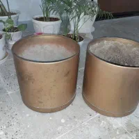 گلدونه گل گیاه|گل و گیاه طبیعی|اهواز, گلستان|دیوار