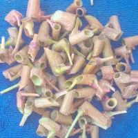 پیوند پسته