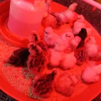 فروش جوجه های ابریشمی کوپال فول کیفیت و اصیل