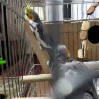 عروس هلندی|پرنده|دهدشت, |دیوار