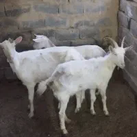 سه راس بز سانن