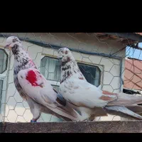 کبوتر پرشی|پرنده|نوکنده, |دیوار