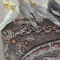 عروس هلندی  فول رام دونخور