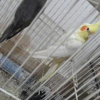یک جفت عروس هلندی|پرنده|سبزوار, امیر کبیر|دیوار