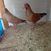 کبوتر کله ای تاپ