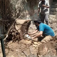 بریدن نخل وقطع نخل سمپاشی نخل هرس نخل بریدن درخت