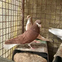 کبوتر ماده خوشرنگ  و دوکت و جوجه کله ای و شامی|پرنده|اصفهان, شهرستان|دیوار