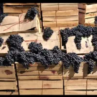 انگور سردشت و قزوینی به قیمت عمده|خدمات باغبانی و درختکاری|شیراز, زرهی|دیوار