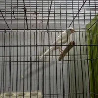 قناری نر و ماده|پرنده|اردکان, |دیوار