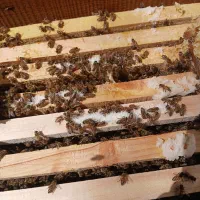 با یه قیمت مناسب به فروش میرسد