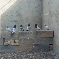 کله دم سبز|پرنده|بهار, |دیوار