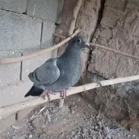 کفتر پلاکی معاوضه|پرنده|جوادآباد, |دیوار