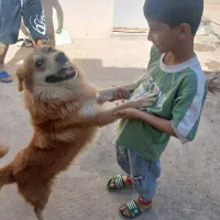 اشپیتز|سگ|ری, علایین|دیوار