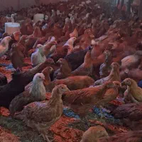 نیمچه مرغ سه ماهه و چهارماهه