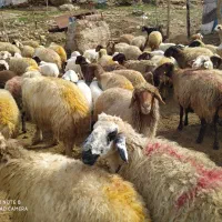 فروش دام زنده بزوتی بزومیش وشیشک چاق فلک الدین|حیوانات مزرعه|خرم‌آباد, |دیوار