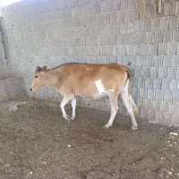 گاو