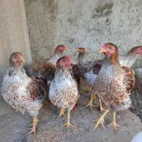 نیمچه ویاندوت اورنج اصیل