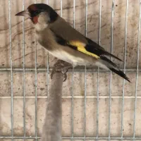 سهره زاغ ماده