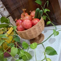 بافت سبد حصیری در انواع مختلف و سایز متفاوت|صنایع دستی و سایر لوازم تزئینی|بجستان, |دیوار