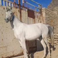 مادیون عشایری سر و دم گیر