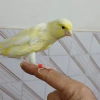 قناری نر|پرنده|اهواز, گلستان|دیوار